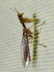 Campion tenuistrigus