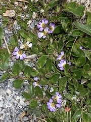 Scaevola hookeri