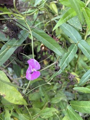 Vigna vexillata angustifolia