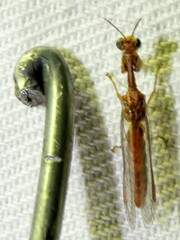 Campion tenuistrigus