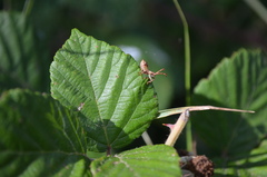 Coreus marginatus marginatus