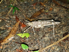 Phricta spinosa