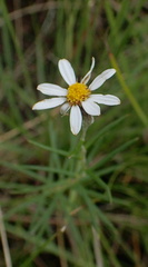 Athrixia angustissima