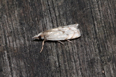Pseudocatharylla duplicella