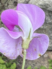 Vigna vexillata angustifolia