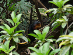 Leontopithecus chrysomelas