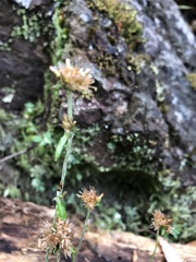 Euchiton