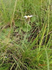 Athrixia angustissima