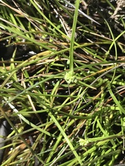 Isolepis gaudichaudiana