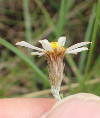 Athrixia angustissima