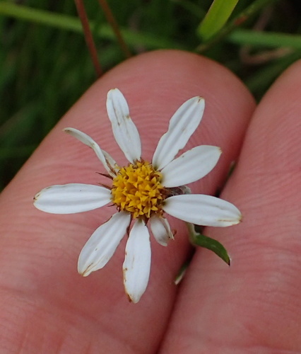 Image of Athrixia angustissima by no rights reserved