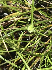 Isolepis gaudichaudiana