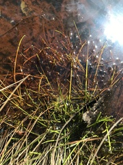 Isolepis gaudichaudiana