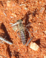 Asilidae