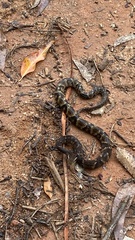 Bothrops jararaca