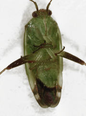 Tuicoris lipurus