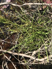 Isolepis gaudichaudiana