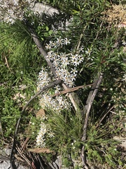 Olearia erubescens