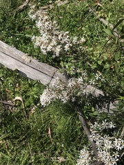 Olearia erubescens