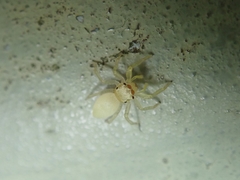 Epocilla