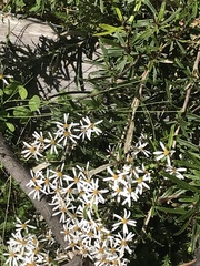 Olearia erubescens