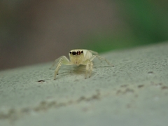 Epocilla