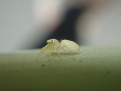 Epocilla