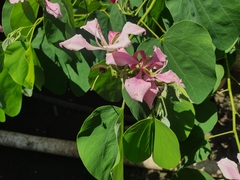 Bauhinia monandra