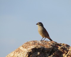 Emberiza capensis capensis
