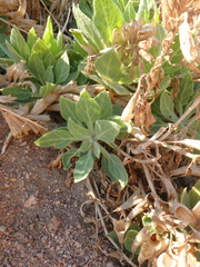 Hyoscyamus muticus
