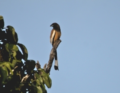 Dendrocitta vagabunda