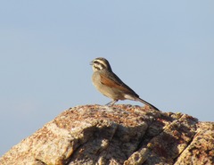 Emberiza capensis capensis