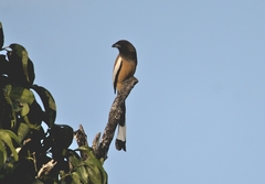 Dendrocitta vagabunda