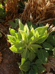 Hyoscyamus muticus