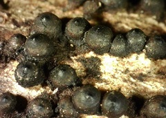 Rosellinia