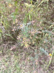 Pultenaea spinosa