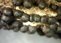 Rosellinia