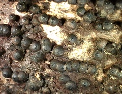 Rosellinia