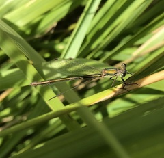 Lestes virens vestalis