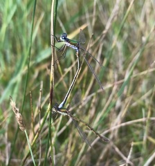 Lestes virens vestalis