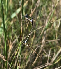 Lestes virens vestalis