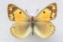 Colias chrysotheme
