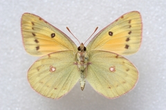 Colias chrysotheme