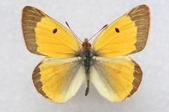 Colias chrysotheme
