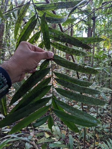 Podocarpus neriifolius observed 2022-12-24