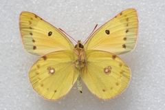 Colias chrysotheme