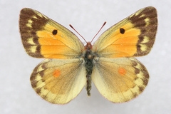 Colias chrysotheme