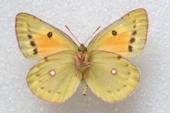 Colias chrysotheme