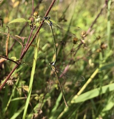 Lestes virens vestalis