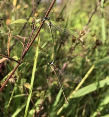 Lestes virens vestalis